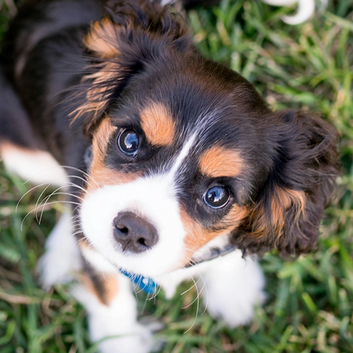 Scheduling Meetings, Feeding Puppies | Email Outreach