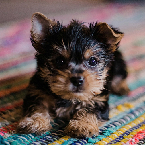 Scheduling Meetings, Feeding Puppies | Email Outreach