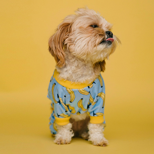 Scheduling Meetings, Feeding Puppies | Email Outreach